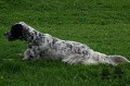 Setter Anglais BASKETTE DU MAS D'EYRAUD Setter Anglais BASKETTE DU MAS D'EYRAUD